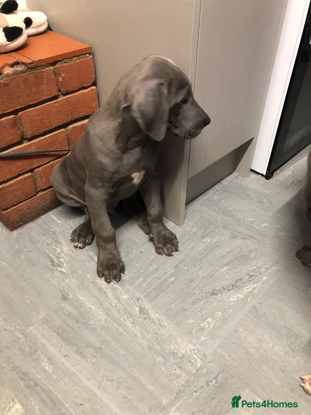 Great Dane dogs for sale: Blue Great Dane puppies - Advert 8