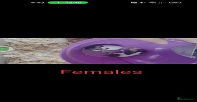 Mouse rodents - Advert 2