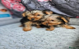 Yorkshire Terrier dogs for sale: Yorkshire terrier puppies  - Image 5