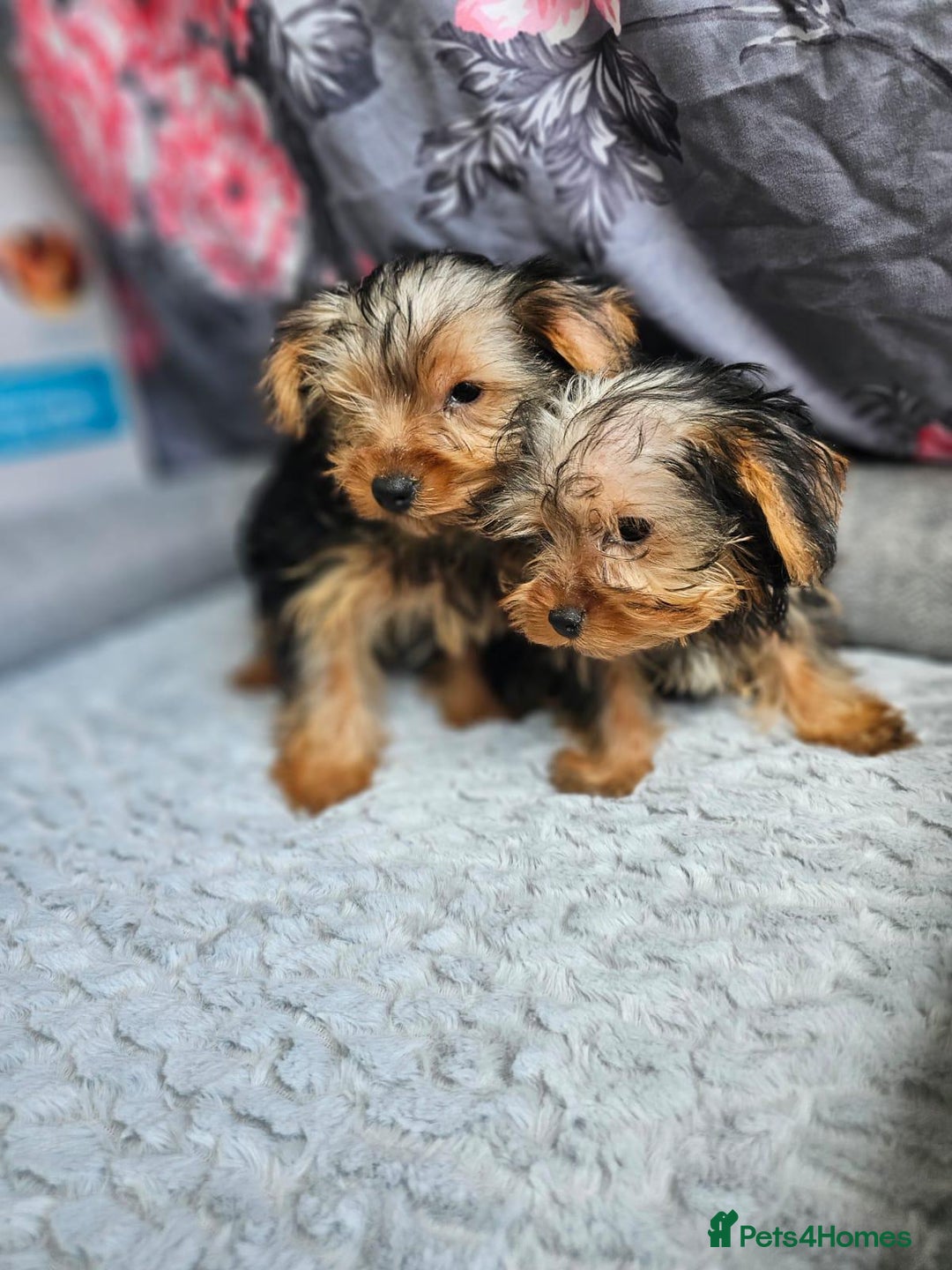 Yorkshire Terrier dogs for sale: Yorkshire terrier puppies  - Image 5
