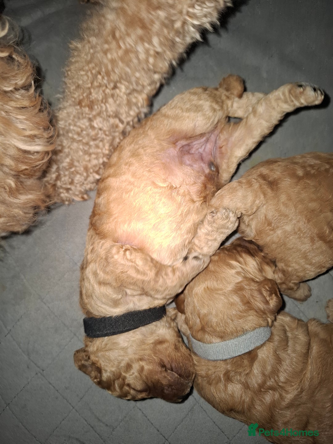Cavapoo dogs for sale: Cavapoo - Image 2