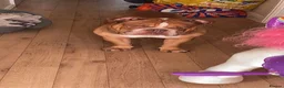 English Bulldog dogs for sale: Ronnie, 8 year old english bulldog in Bristol - Advert 2