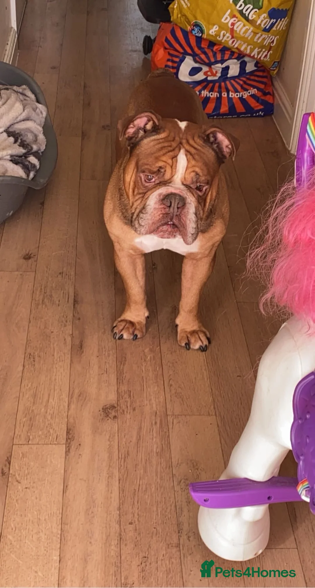 English Bulldog dogs for sale: Ronnie, 8 year old english bulldog in Bristol - Advert 2