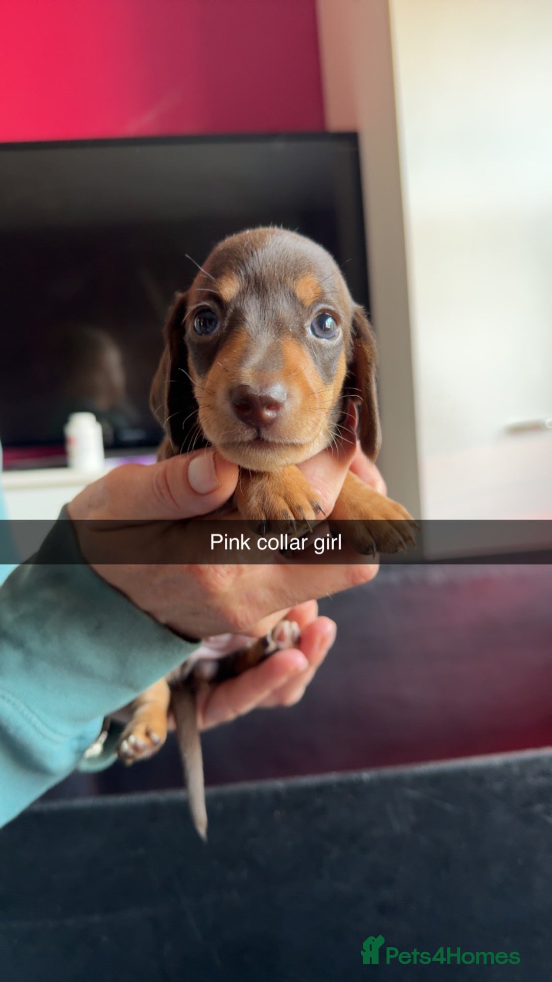 Miniature Dachshund dogs 5 STAR QUALITY MINIATURE DACHSHUND PUPS - Advert 1