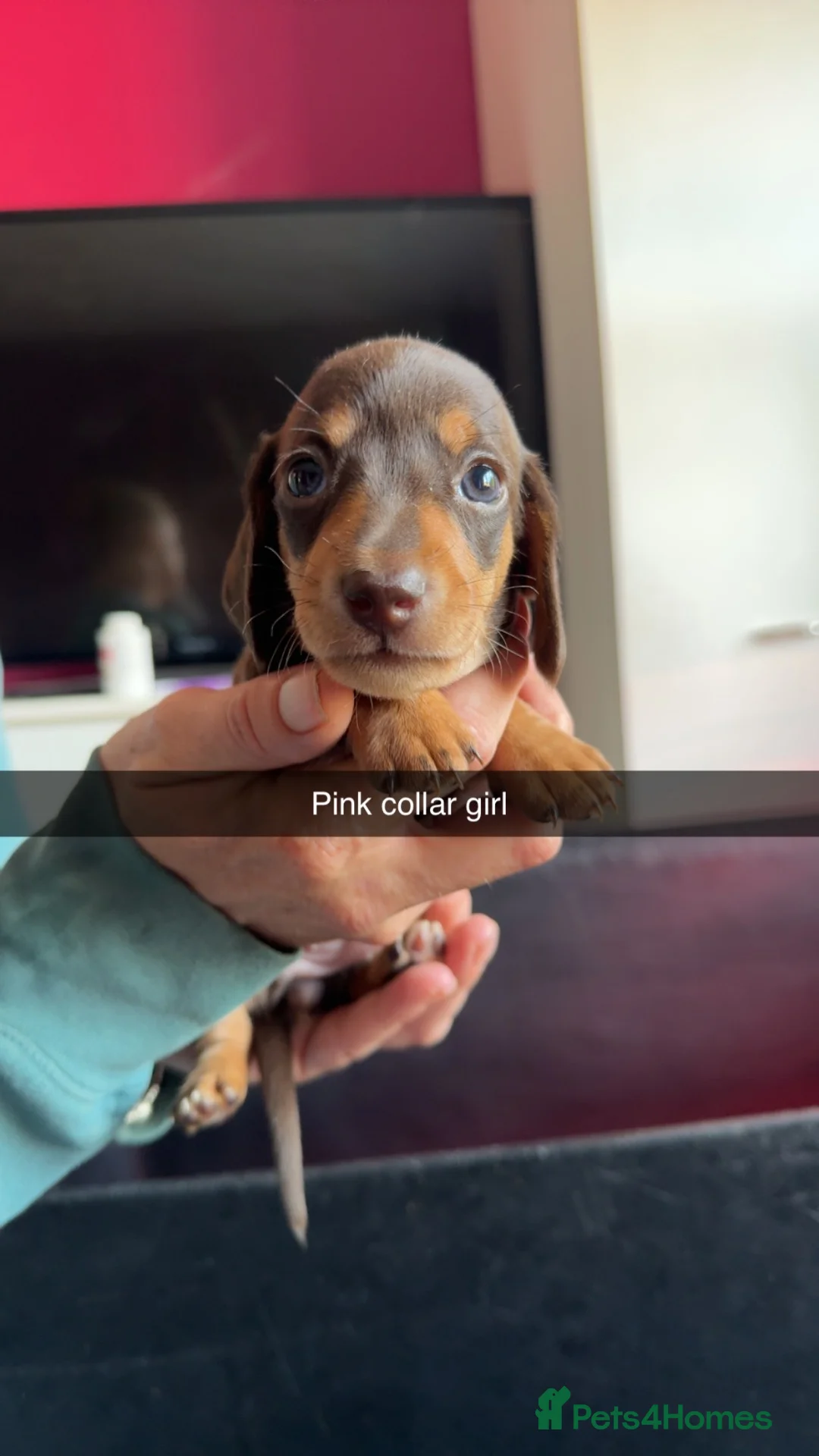 Miniature Dachshund dogs for sale: 5 STAR QUALITY MINIATURE DACHSHUND PUPS - Advert 1
