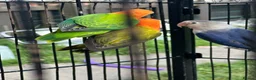 Lovebirds birds for sale: Lovebirds  - Advert 33