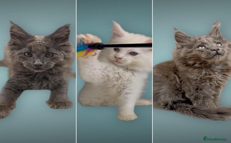 Maine Coon cats - Advert 4