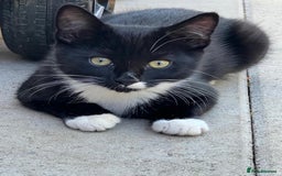 Mixed Breed cats for sale: Mixbreed kittens.  - Image 18