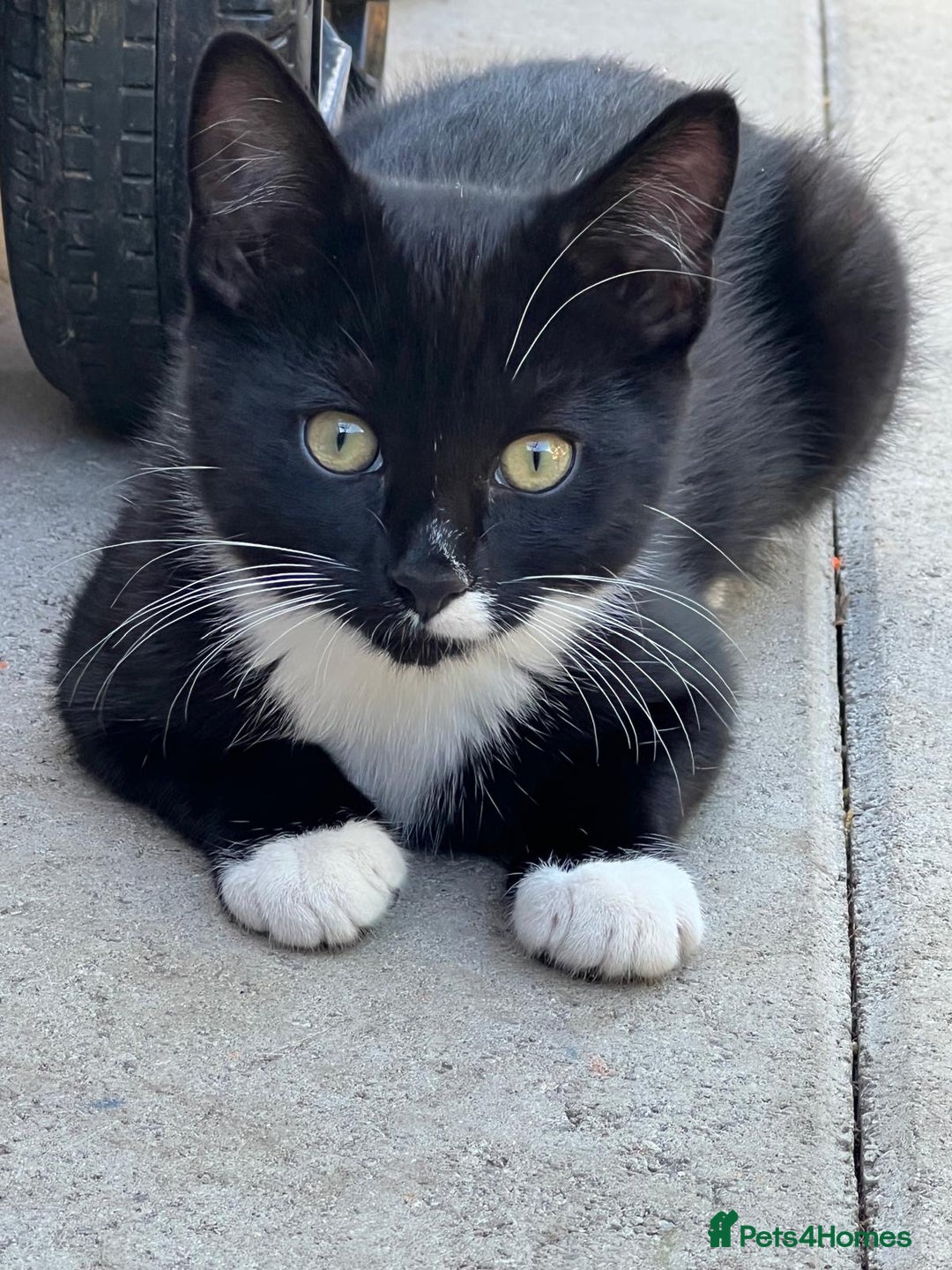 Mixed Breed cats for sale: Mixbreed kittens.  - Image 18