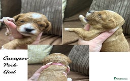 Cavapoo dogs for sale: Beautiful fully DNA tested Cavapoo's  - Image 8