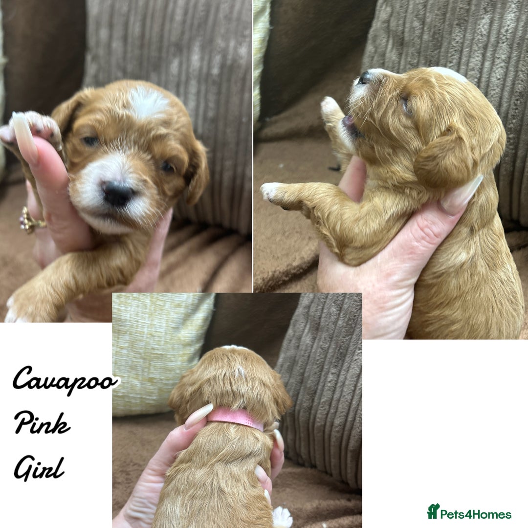 Cavapoo dogs for sale: Beautiful fully DNA tested Cavapoo's  - Image 8