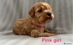 Cavapoo dogs for sale: Gorgeous F1B Cavapoo puppies  - Image 5