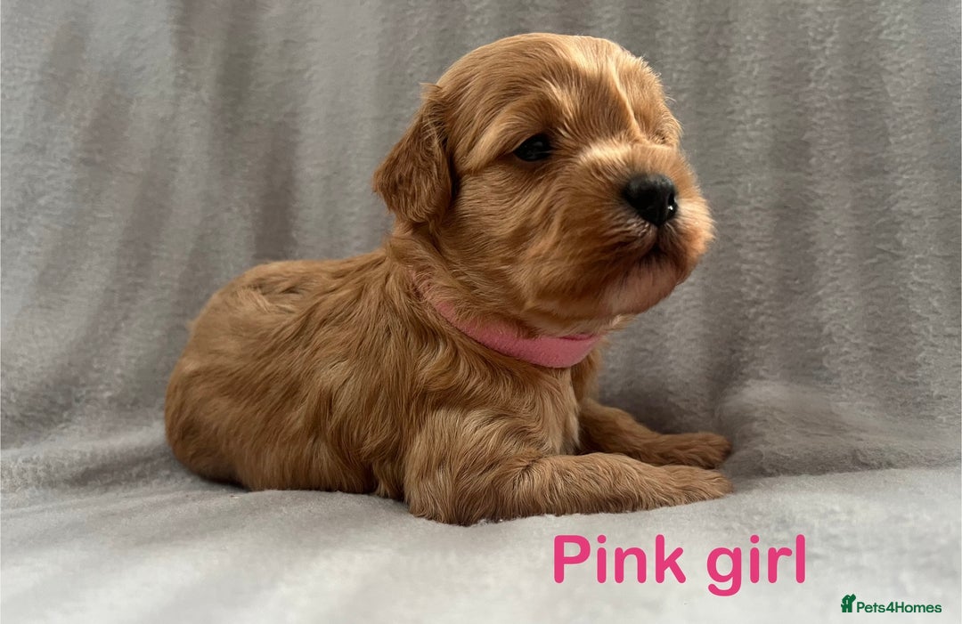 Cavapoo dogs for sale: Gorgeous F1B Cavapoo puppies  - Image 5