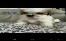 Shih Tzu dogs for sale: READY TO GO NOW Gorgeous Shih tzu puppies - Image 6