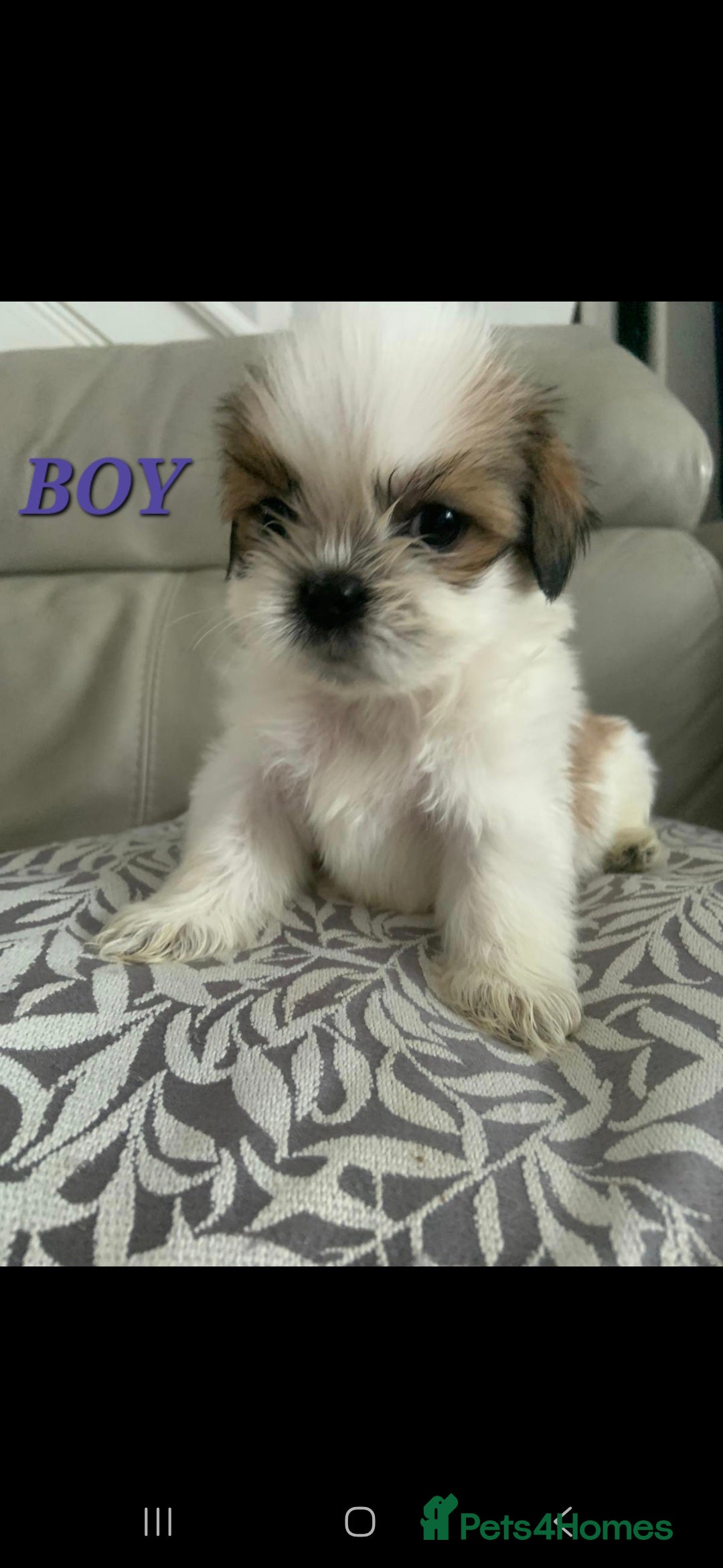 Shih Tzu dogs for sale: READY TO GO NOW Gorgeous Shih tzu puppies - Image 6