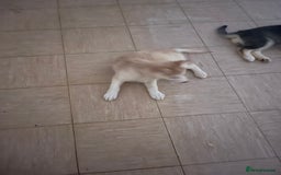 Shepsky dogs for sale: Fluffy puppies - Image 4
