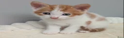 Domestic Shorthair cats for sale: 5 Ginger Kittens - Advert 11