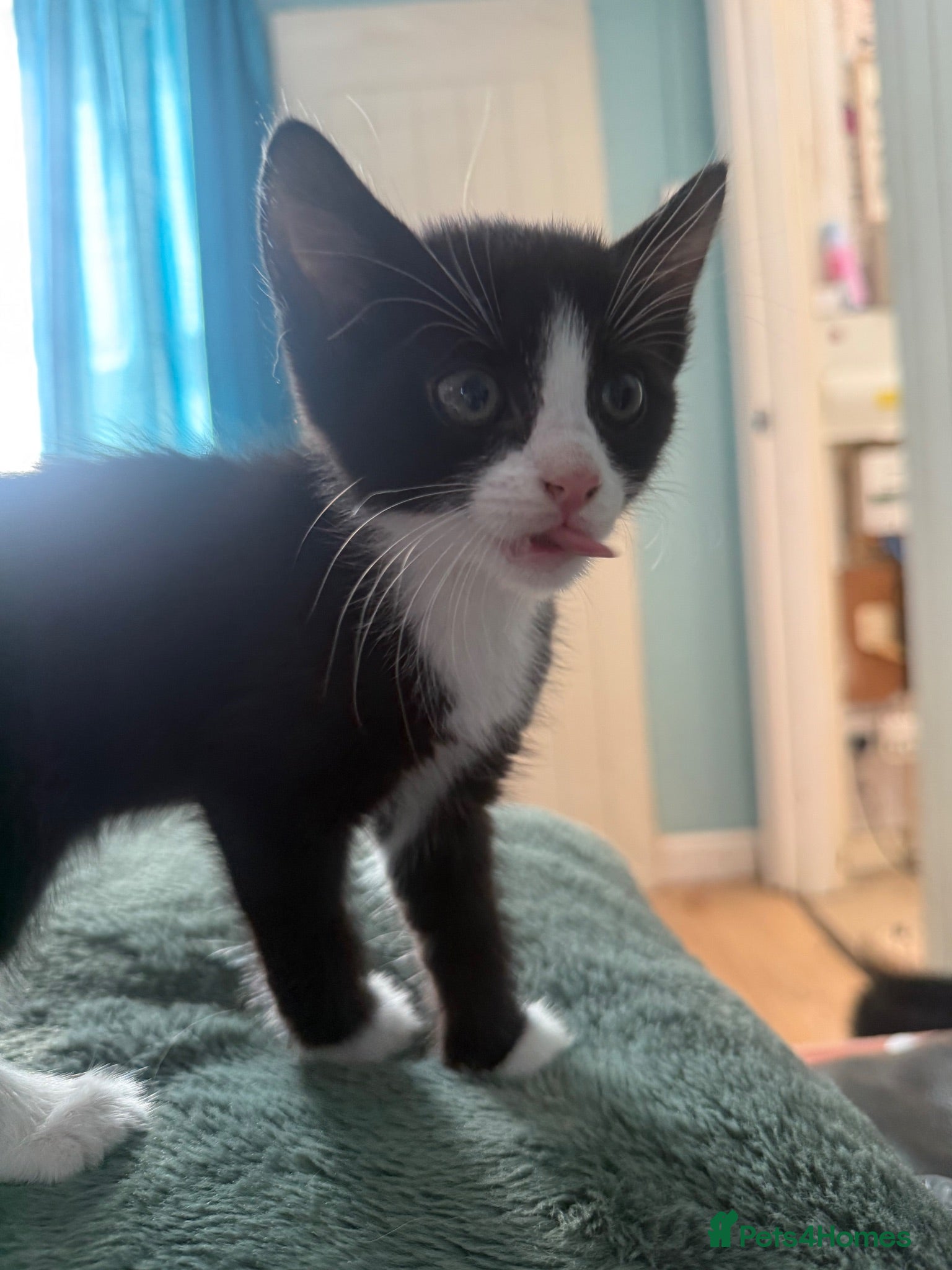 Mixed Breed cats 2 aborabe kittens, resdy to go now! - Advert 3