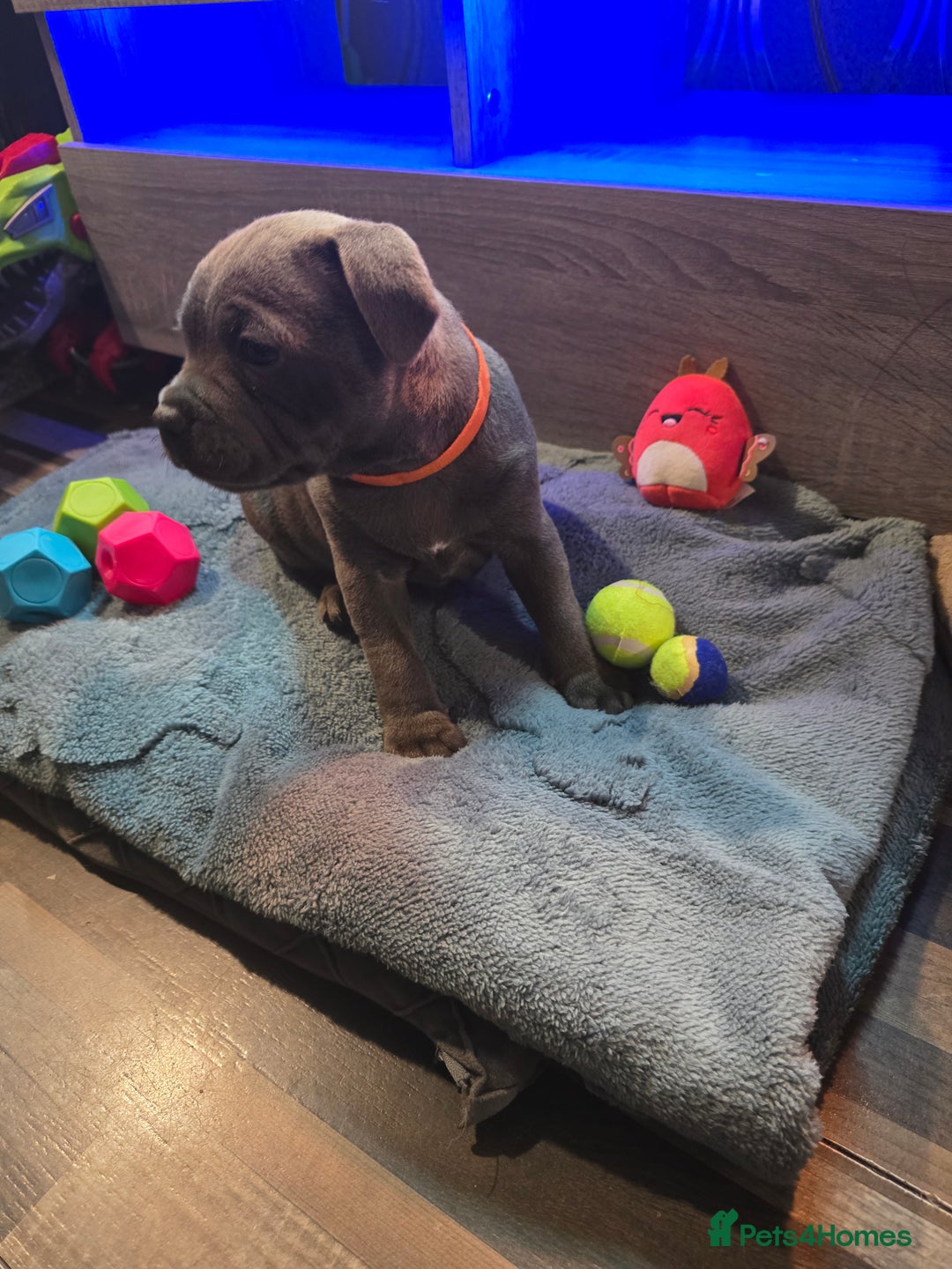 Staffordshire Bull Terrier dogs for sale: Stunning Staffordshire bull terrier pups  - Image 5