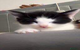 Mixed Breed cats for sale: Fluffy kittens - Image 11