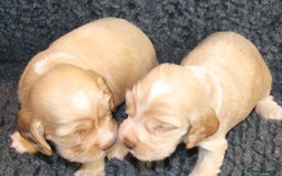 Cocker Spaniel dogs for sale: Stunning Show Cockers-Health Checked,KC Registered - Image 6