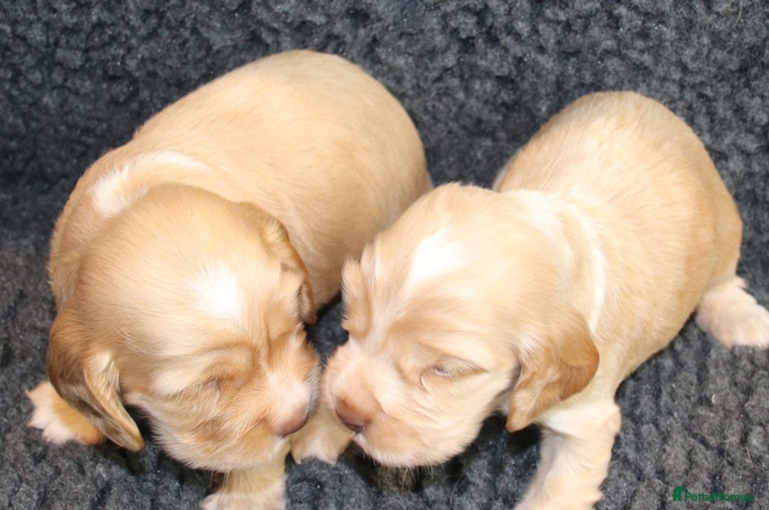 Cocker Spaniel dogs for sale: Stunning Show Cockers-Health Checked,KC Registered - Image 6