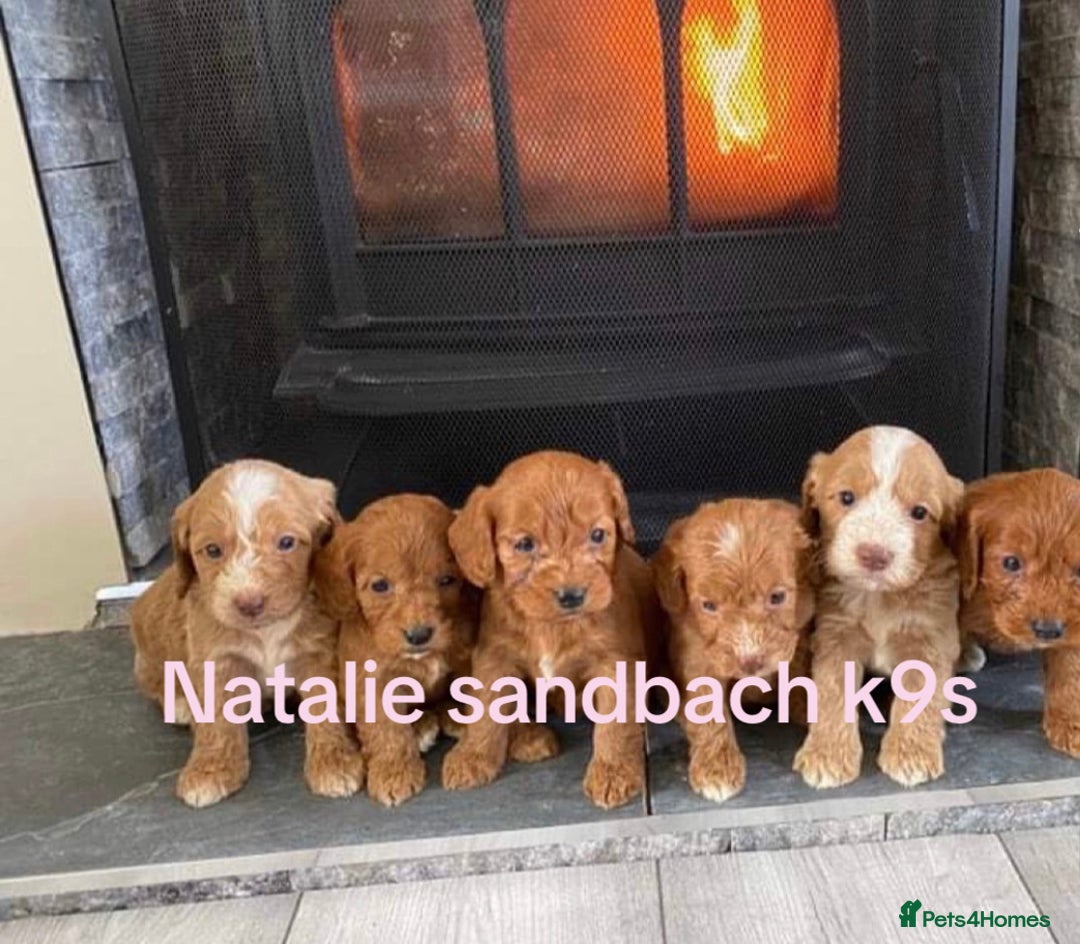 Miniature Poodle dogs for stud: Miniature poodle stud in Sandbach - Advert 6