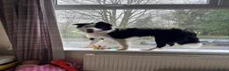 Border Collie dogs for sale: Callie needs a new home  - Advert 3