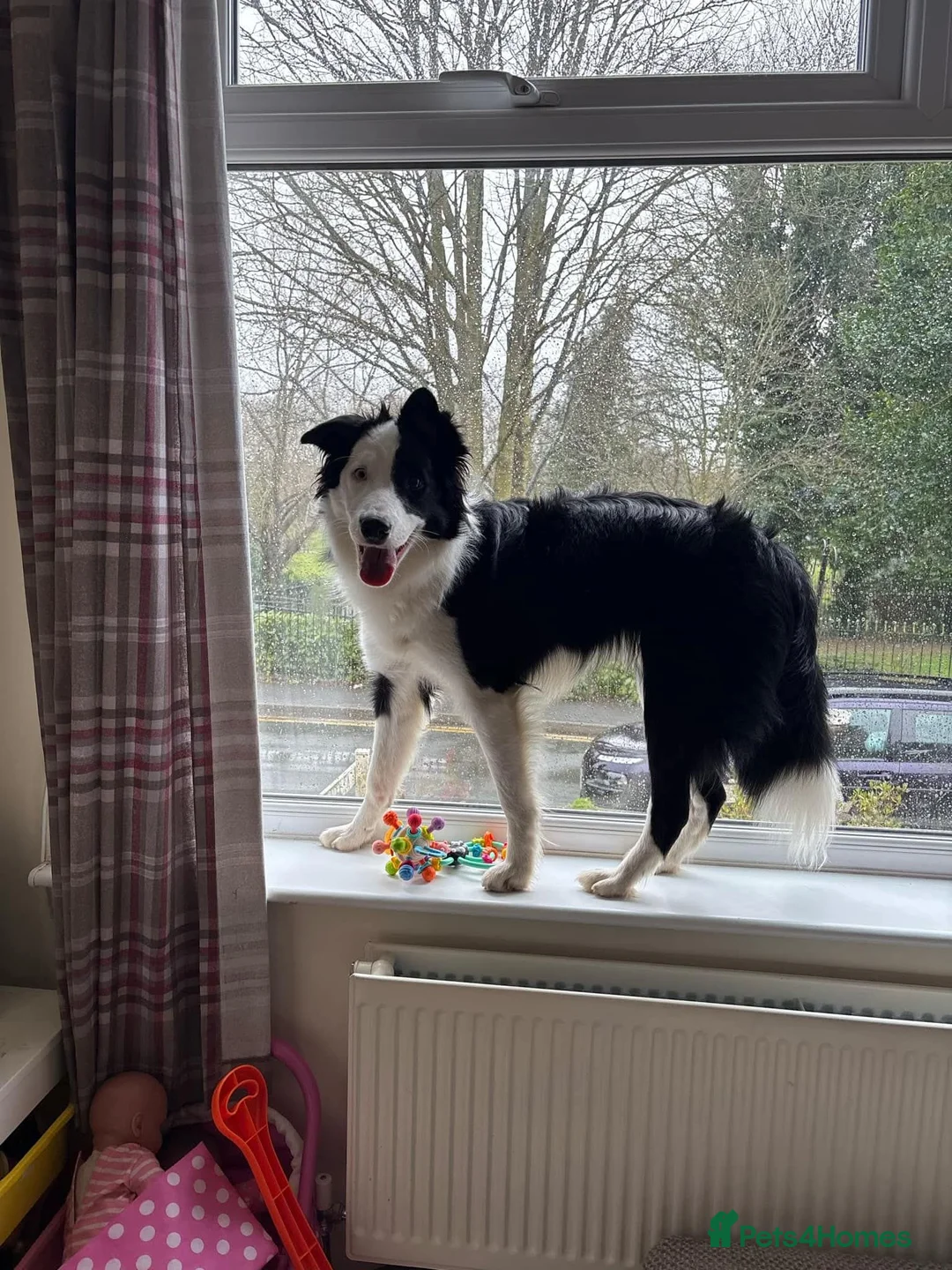 Border Collie dogs for sale: Callie needs a new home  - Advert 3