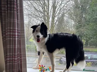 Border Collie dogs Callie needs a new home she is DEAF - Advert 4
