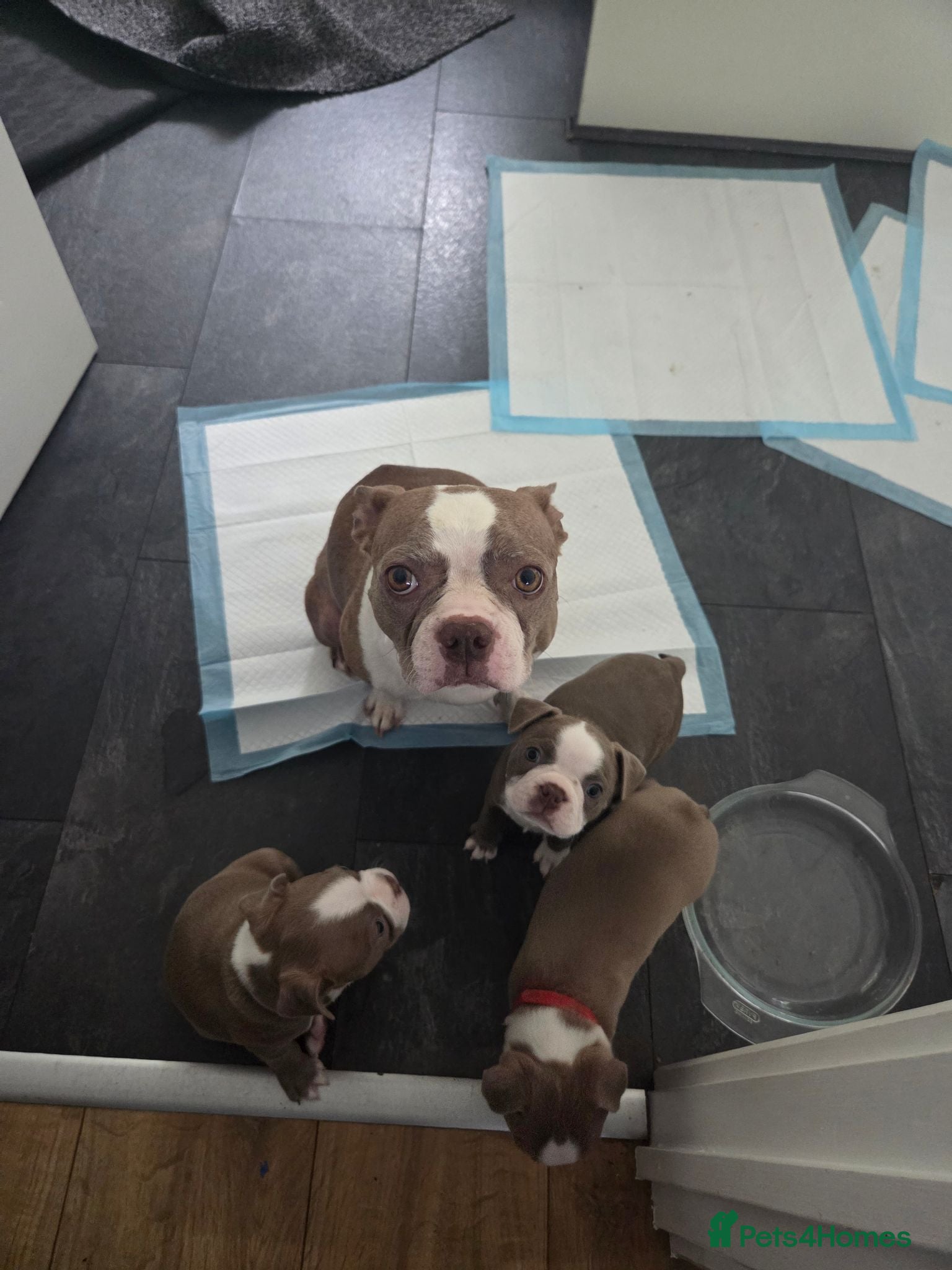 Boston Terrier dogs 8th Generation KC Reg Boston Terrier Puppies  - Advert 16