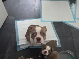 Boston Terrier dogs 8th Generation KC Reg Boston Terrier Puppies - Advert 16