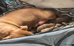 Mixed Breed dogs for sale: 6 gawjus puppy’s   - Image 15