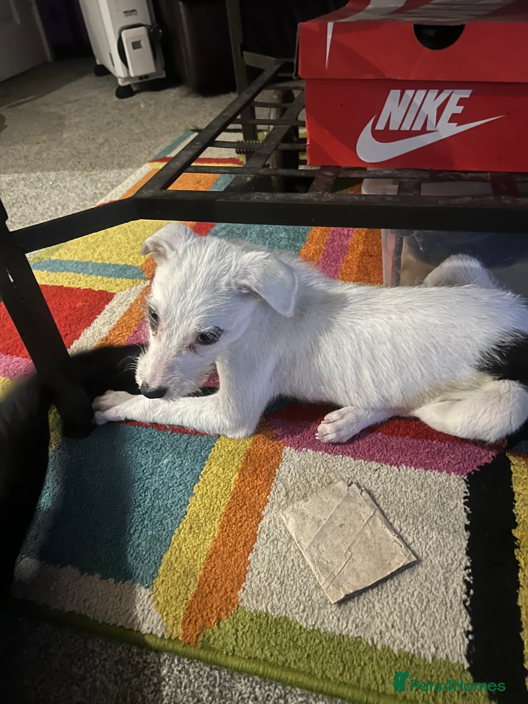 Mixed Breed dogs for sale: Adorable 13-Week-Old Female Puppies Ready For Home - Advert 21