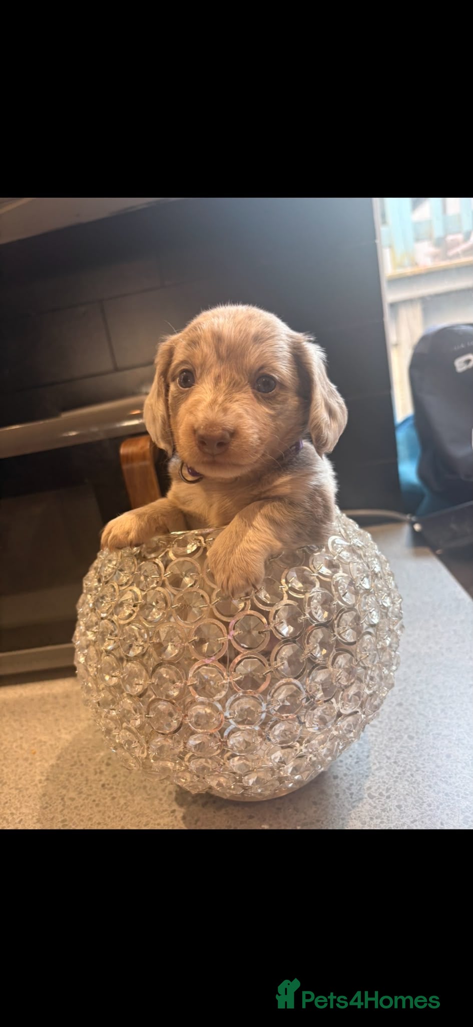 Miniature Dachshund dogs John s  - Advert 1