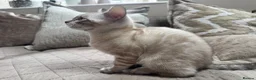 Bengal cats for sale: Stunning TICA Registered Snow Lynx Bengal Kittens - Advert 36