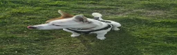 Mixed Breed dogs for sale: Jackstaff 8 months old  - Advert 4