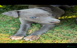 Whippet dogs for sale: Whippet puppies  - Image 10