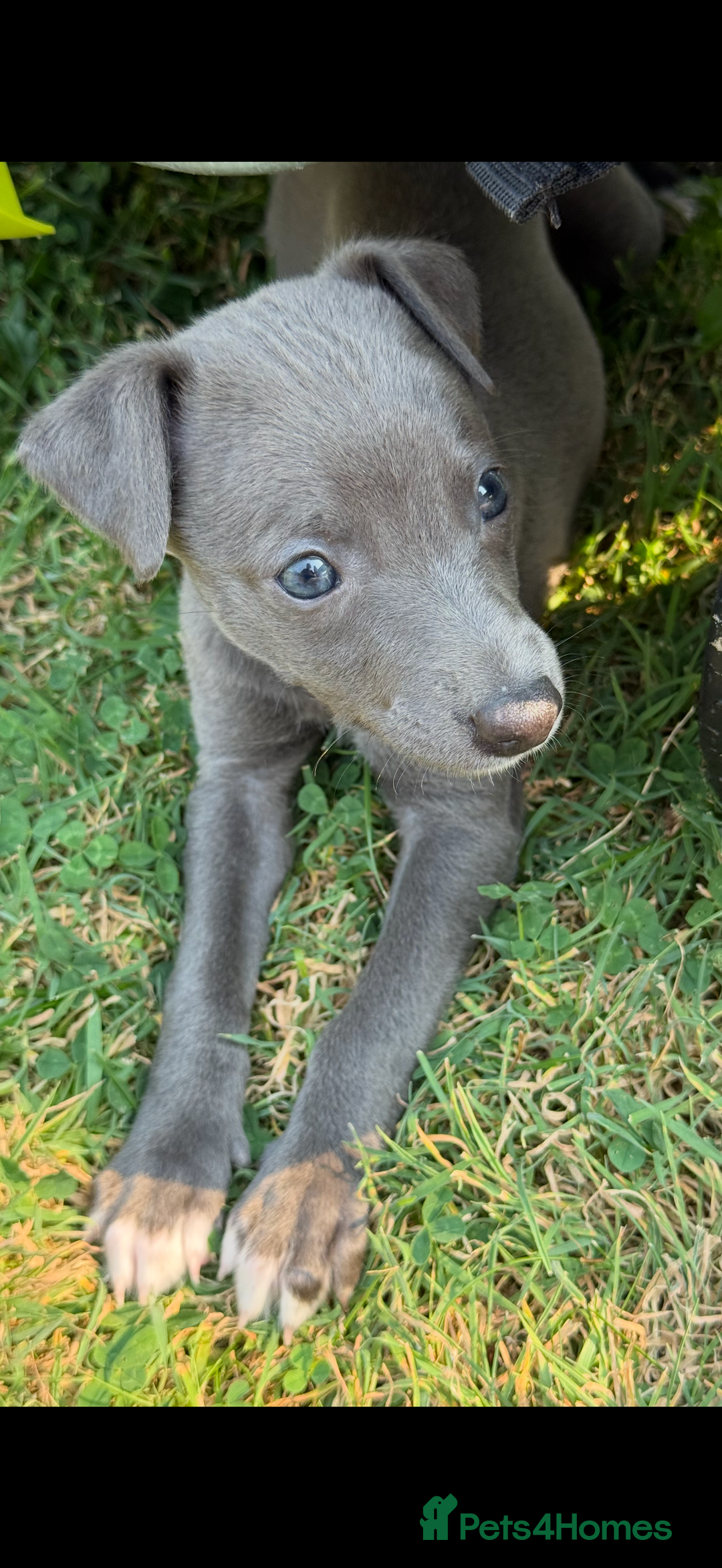 Whippet dogs for sale: Whippet puppies  - Image 10