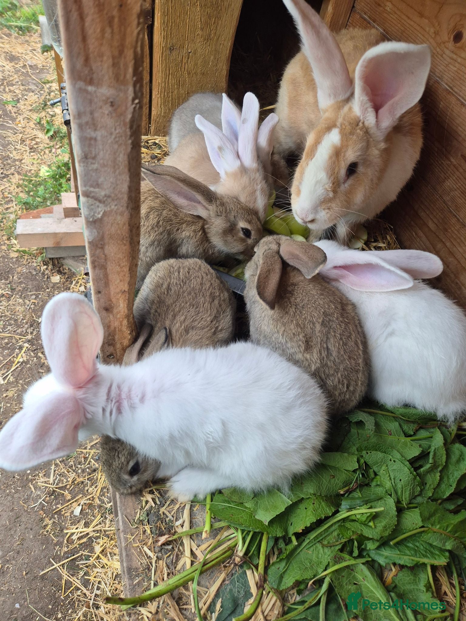 Mixed Breed rabbits Continetal  giant - Advert 1