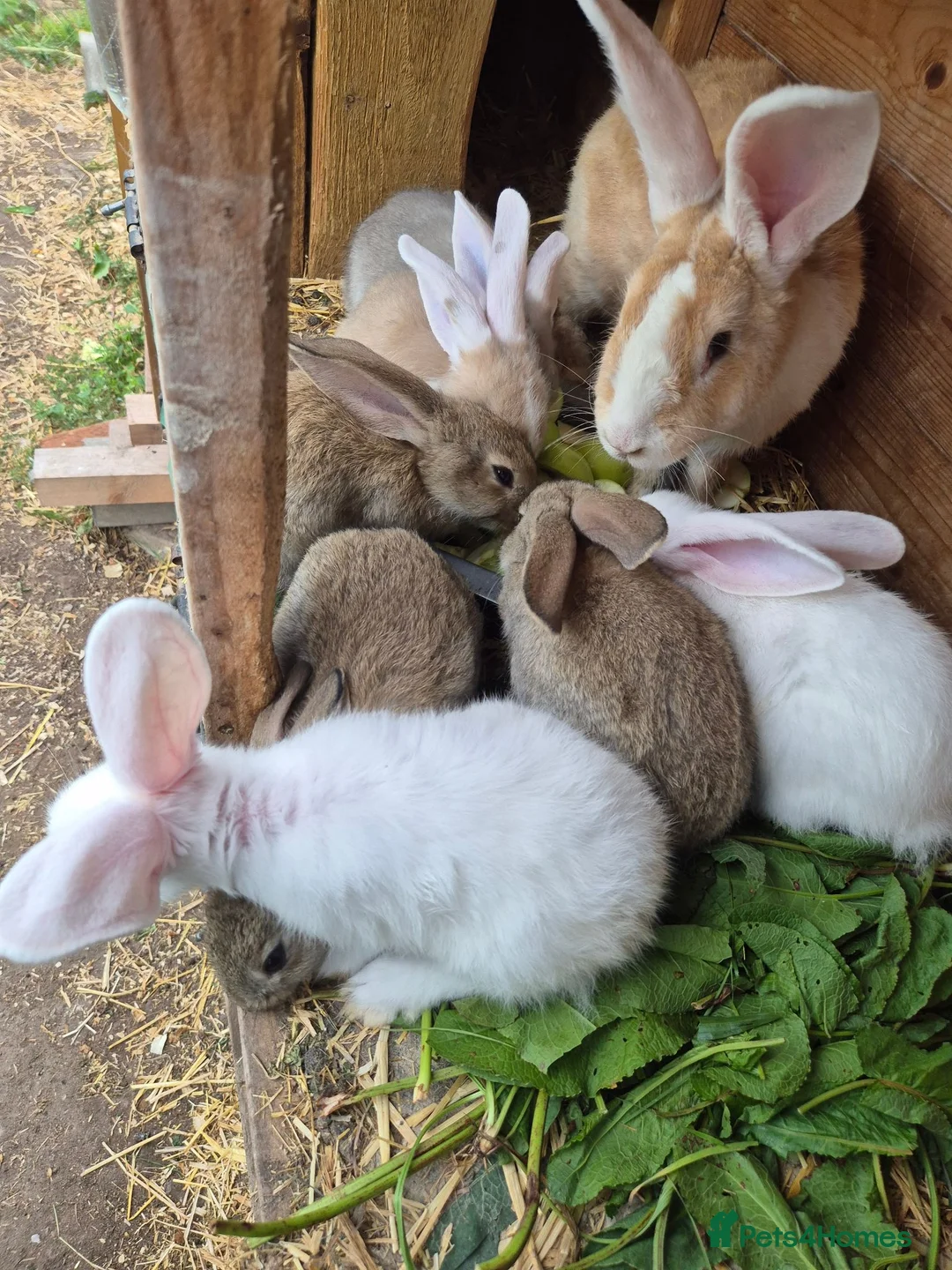 Mixed Breed rabbits for sale: Continetal  giant - Advert 1