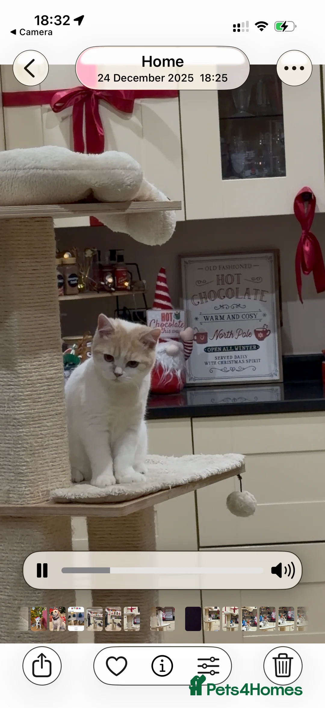 British Shorthair cats for sale: READY TO LEAVE😽Full Pedigree Registered BSH🌷 - Advert 5