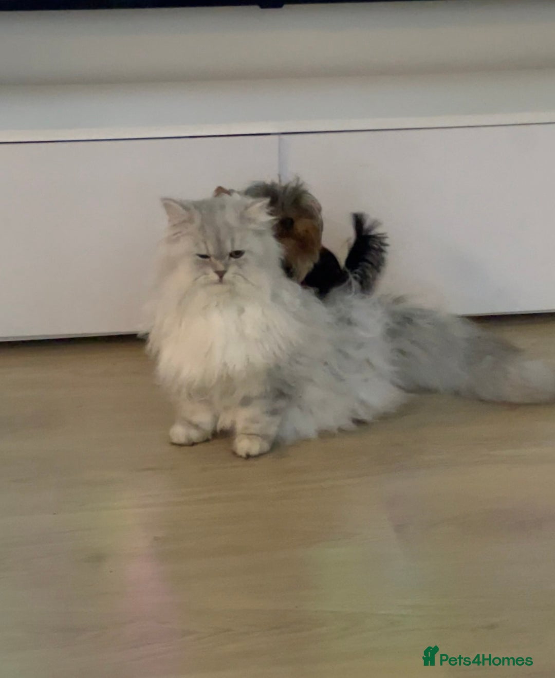 Persian cats for stud: 🌟PERSIAN White Chinchilla for STUD 🌟 - Advert 3