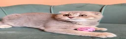 Scottish Fold cats for sale: Unique Pedigree Adorable Scottish Fold Kittens  - Advert 3