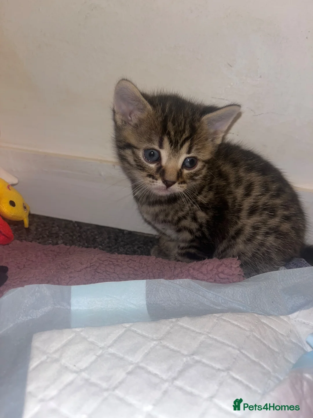 Mixed Breed cats for sale: Kittens for sale  - Advert 4