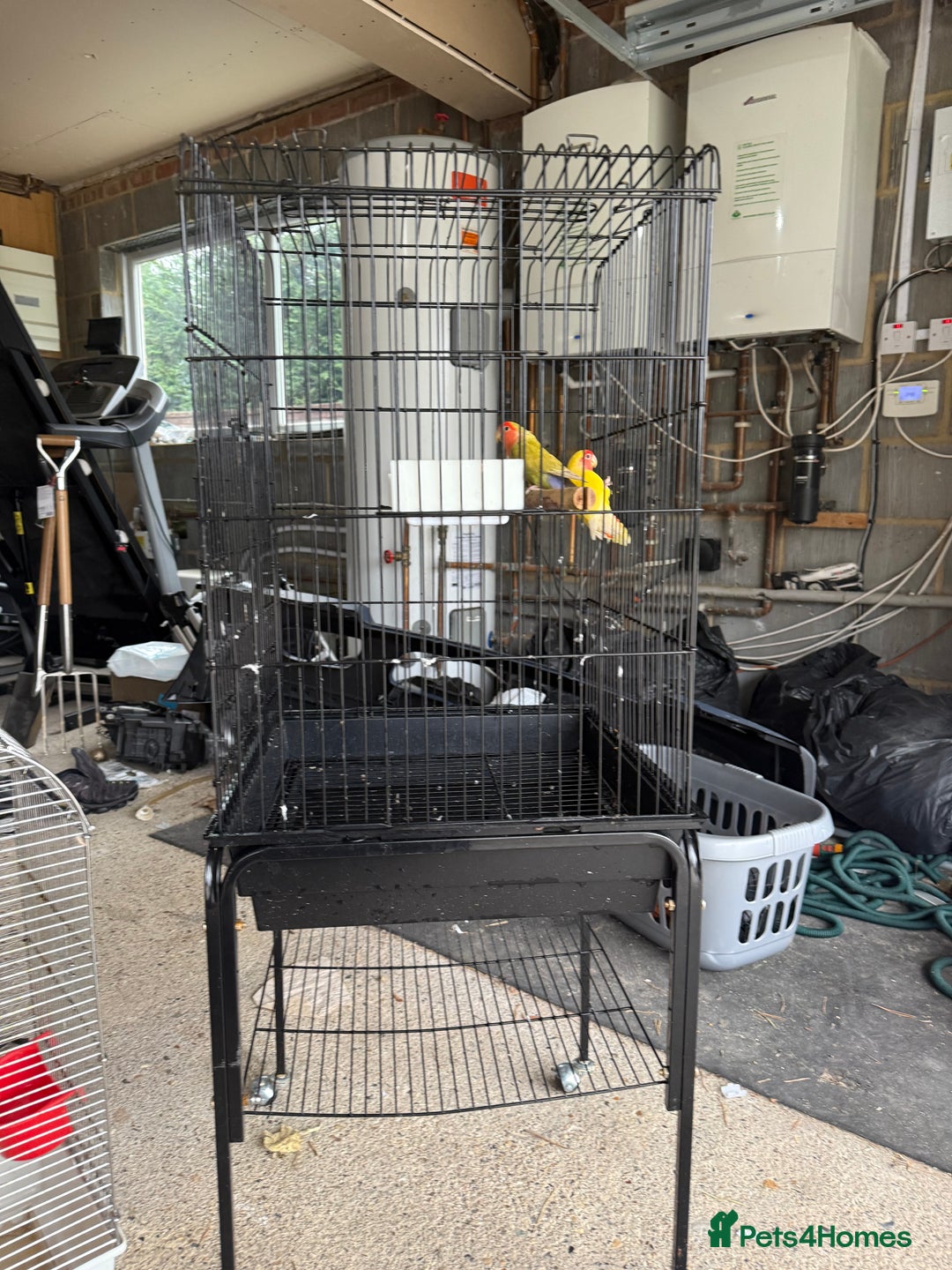 Lovebirds birds for sale: Lovebirds with cage  - Advert 5