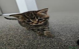 Mixed Breed cats for sale:  kittens avaliable now - Image 13