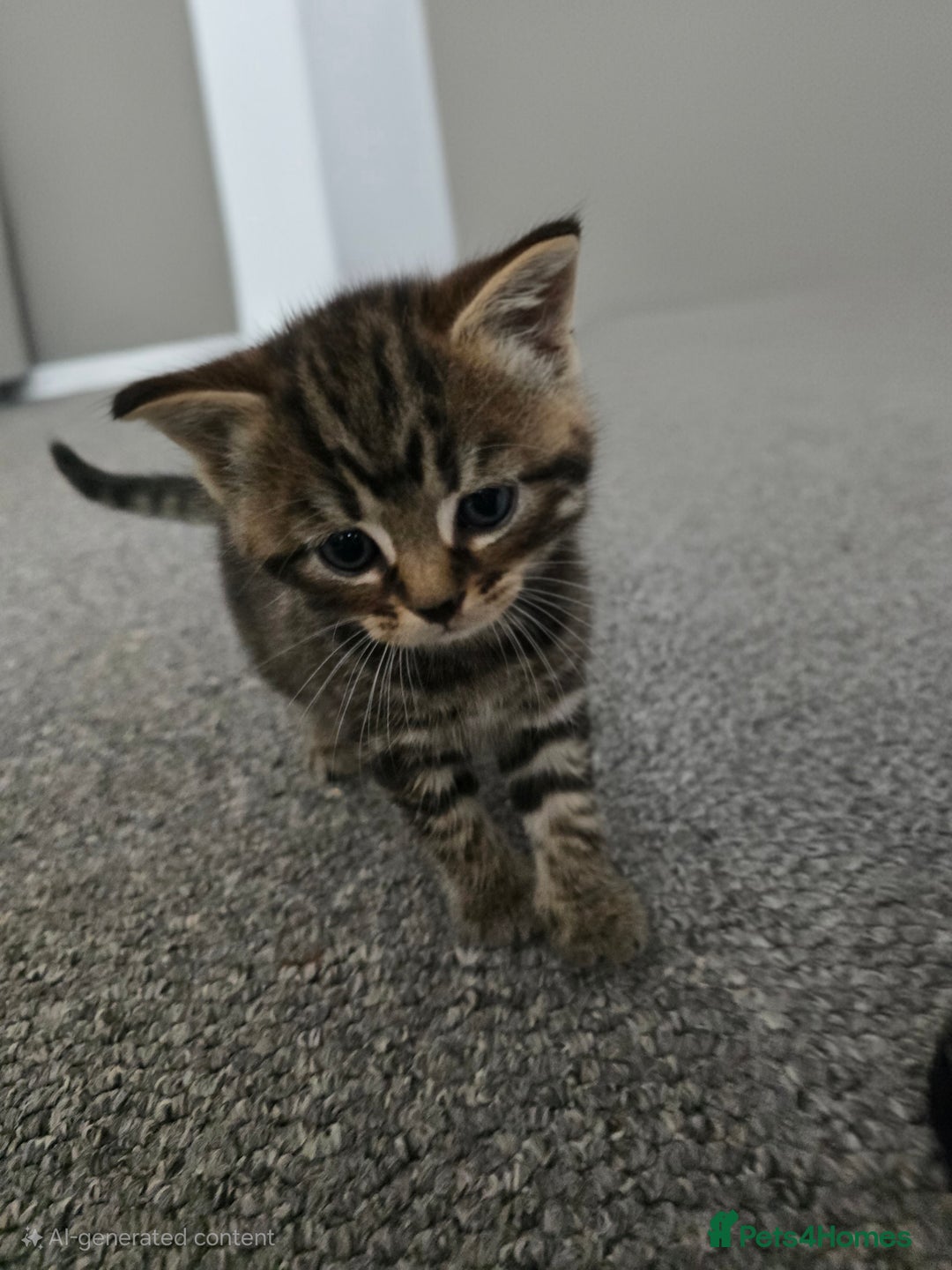 Mixed Breed cats for sale:  kittens avaliable now - Image 13