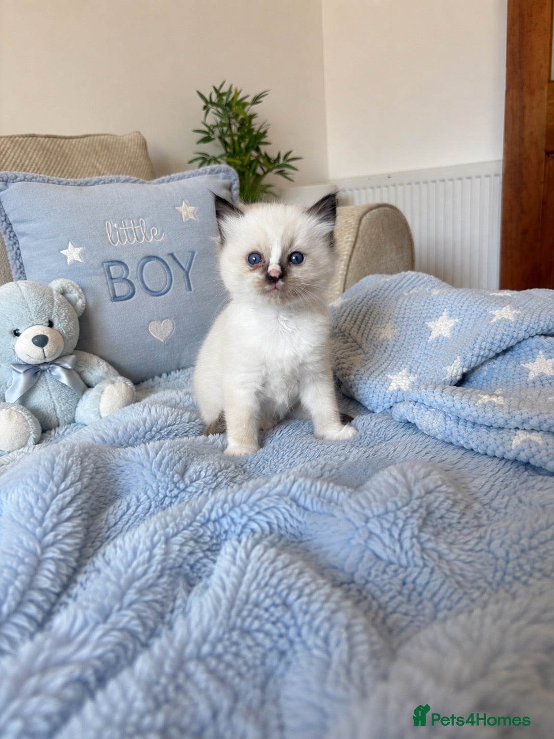 Ragdoll cats Beautiful Pedigree Ragdoll Kittens  - Advert 1