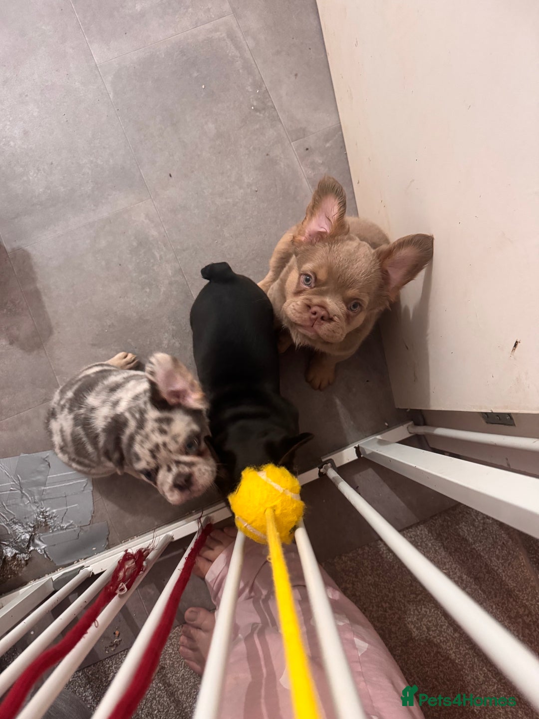 French Bulldog dogs for sale: Beautiful frenchie pups - Advert 7